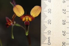 Diuris