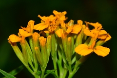 Tagetes lucida
