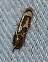 Philonome clemensella