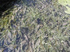 Potamogeton lucens