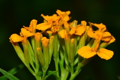 Tagetes lucida