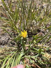 Agoseris glauca