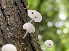 Marasmiellus candidus