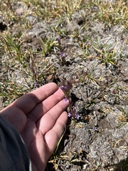 Gentianella amarella
