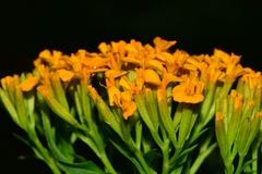 Tagetes lucida