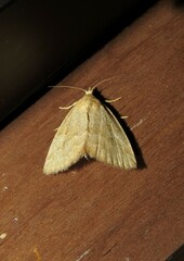 Protodeltote albidula