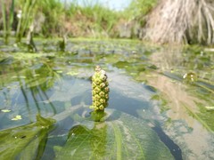 Potamogeton lucens
