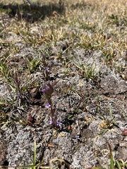 Gentianella amarella