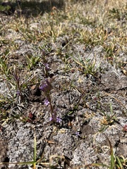 Gentianella amarella