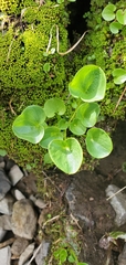 Parnassia fimbriata