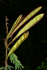 Calliandra houstoniana
