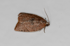 Meritastis