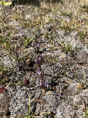 Gentianella amarella