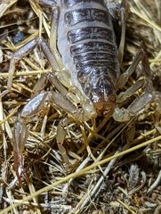 Paruroctonus silvestrii
