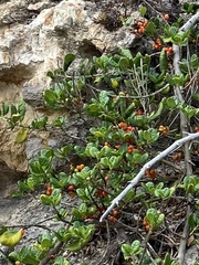Coprosma repens
