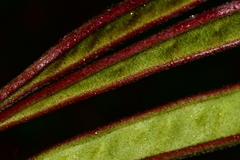 Calliandra houstoniana
