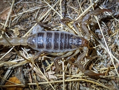 Paruroctonus silvestrii