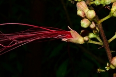 Calliandra houstoniana