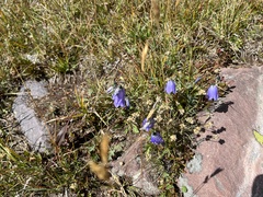 Campanula rotundifolia