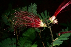 Calliandra houstoniana