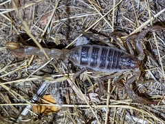 Paruroctonus silvestrii