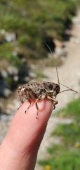 Cyphoderris monstrosa