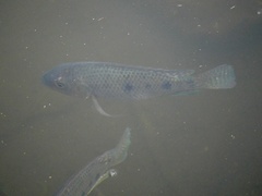 Oreochromis