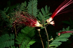 Calliandra houstoniana
