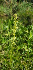 Platanthera stricta