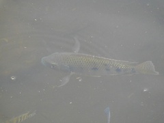 Oreochromis