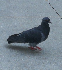 Columba livia domestica