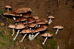 Psilocybe zapotecorum