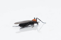 Bibionidae