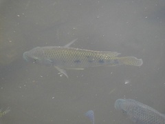 Oreochromis