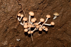 Psilocybe zapotecorum