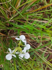 Habenaria clypeata