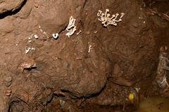 Psilocybe zapotecorum