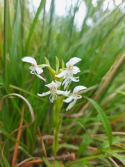 Habenaria clypeata
