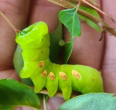 Eumorpha pandorus