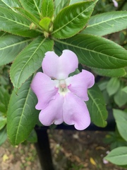 Impatiens sodenii