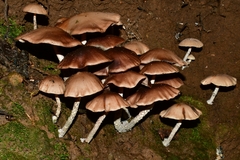 Psilocybe zapotecorum