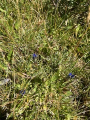 Gentiana calycosa