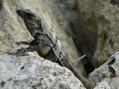 Ctenosaura similis