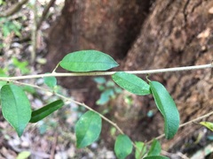 Maclura cochinchinensis