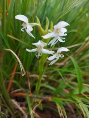 Habenaria clypeata
