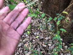 Maclura cochinchinensis