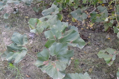 Petasites spurius
