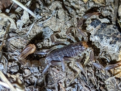 Paruroctonus silvestrii
