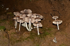Psilocybe zapotecorum