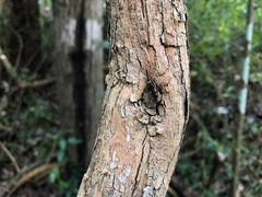 Maclura cochinchinensis